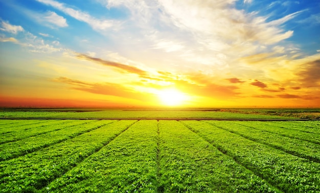 Green Agriculture
