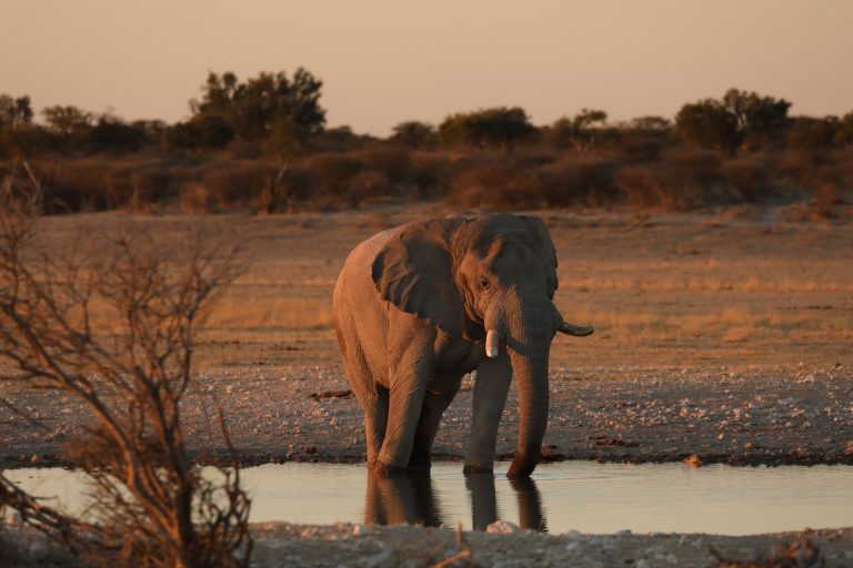 Bull Elephant 768x512