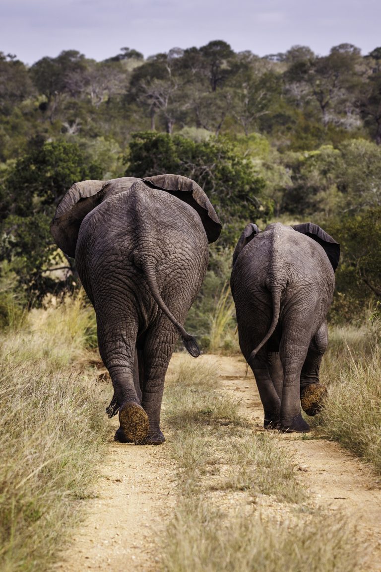 1P2A8975 copy 768x1152