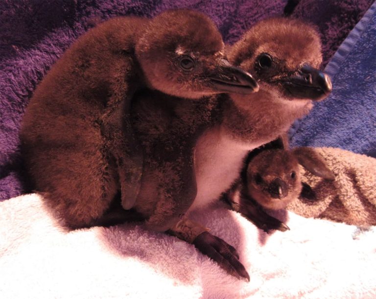Penguin chicks part of the Chick Bolstering project 768x610