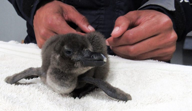 Small penguin chick 768x446